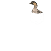 Goose Animal Bird Geese