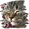 Katzengesicht 6
