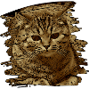 Katzengesicht5