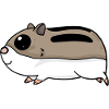 Hamster Rodents