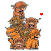 Funny Scottish Highland Cattle