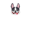Boston Terrier