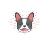 Boston Terrier