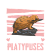 Platypus Animal