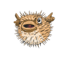 Puffer fish Puffer fish Fish Ocean Animal