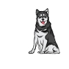 Alaskan Malamute Gift Dogs