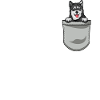 Alaska Malamute Chiens Cadeaux