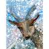 Capricorn