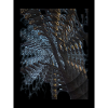 Mirror Tree