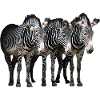 Three zebras