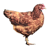 hen