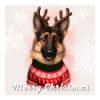 Süßer Deutscher Schäferhund im Weihnachtspullover.