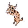 Pardell Lynx Wildcat Lynx ibérique