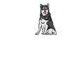 Alaska Malamute Chiens Cadeaux