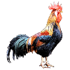 Backyard rooster