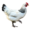 poule blanche