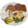 Fungi