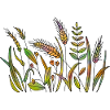 Grass
