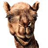 Dromedar