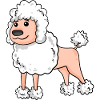 Poodle White Dog Breed