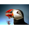 toucan