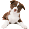Chiot