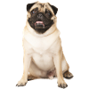 Pug