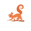 Squirrel