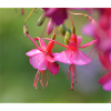 rosa blume