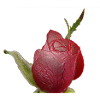 Red Rose