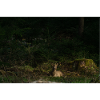 Roebuck
