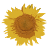 Sonnenblume