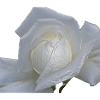 rose weiss