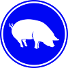 Schwein Tier