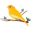 Canary Songbird, Bird Design
