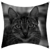 Wild Cat
