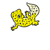 Leopardgecko kan spontant via leopardgeckos