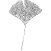 Ginkgo Leaf