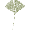 Leaf Ginkgo / Ginkgo leaf