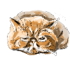 Chat persan