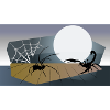 spider scorpion
