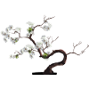 BONSAI Yamadori Nebari Bonsai Zone Bonsai Master