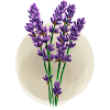Lavendel
