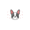 Boston Terrier
