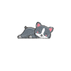 Boston Terrier