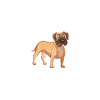 Boxer Dog