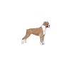 Boxer Girl