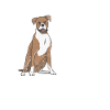 Boxer Dog