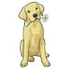Labrador Gänseblümchen