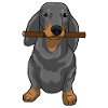 Dachshund Stock